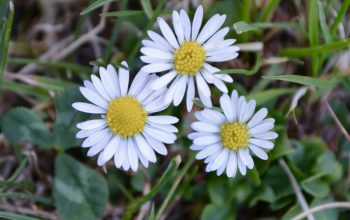 Den Frühling…